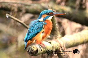 Colorful Kingfisher Bird