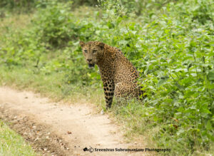 Leopard At Kabini Wildlife Park